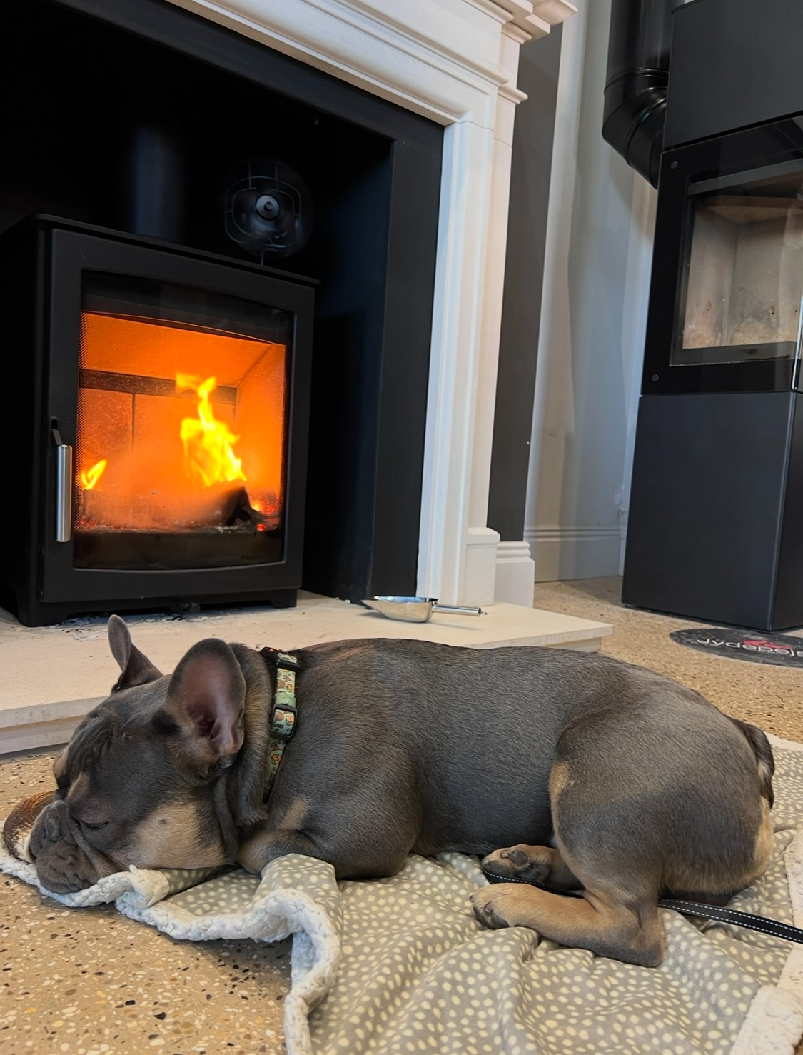 hot box firestarter cosy dog Parkray close up - hotboxfirestarter.com